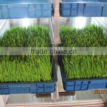 Hydroponics Animal Fodder Machine is Full Automatic Wheat, Barley, Alfalfa photo-2