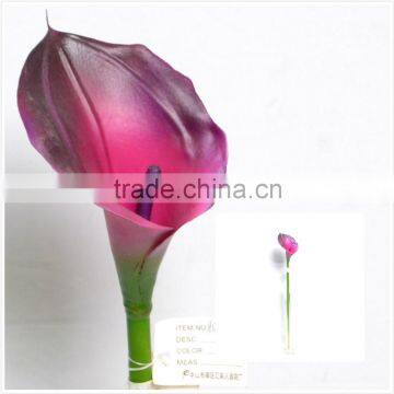Festival Calla Lily for Home Decor