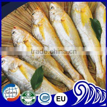 FDA BRC Whole Round Frozen Yellow Croaker Fish For Sale photo-2