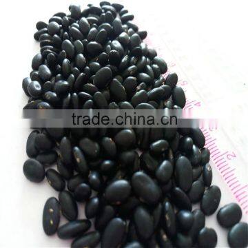 Black Bean photo-2