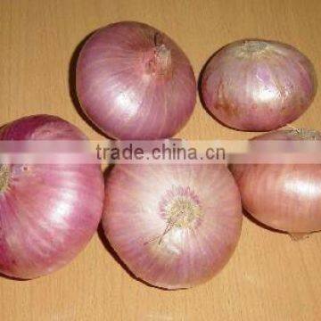 2011 red onion