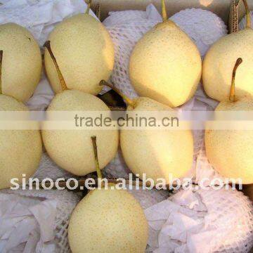 Sweet Ya Pear From China (80/96)