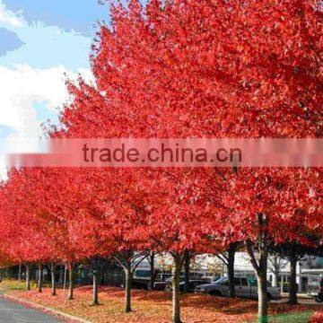 Acer Rubrum /Acerpalmatum/Japanese Maple Tree Seeds for Planting photo-2