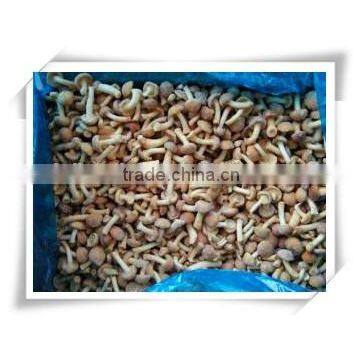 High Cost Performance/cheap Food Supplier/ China Health Food Mushroom photo-4