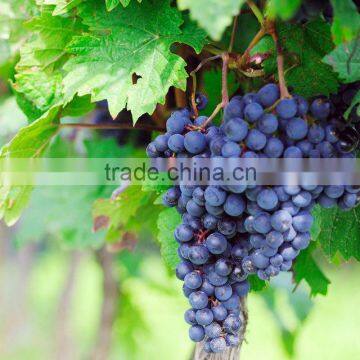 95%UV Grape Seed Extract powder