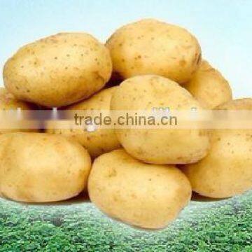 Holland Potato Pack in Mesh Bag or Carton photo-3