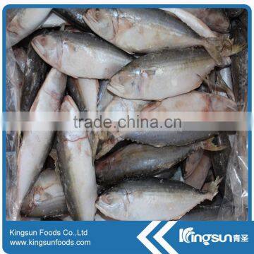 Whole round frozen indian mackerel prices from china exporter