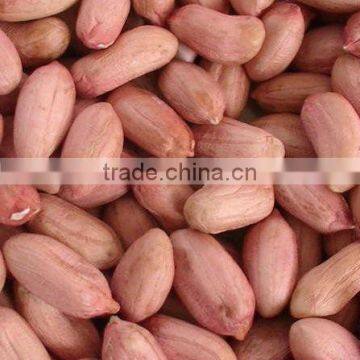 Groundnut Kernels/peanuts Kernels photo-3