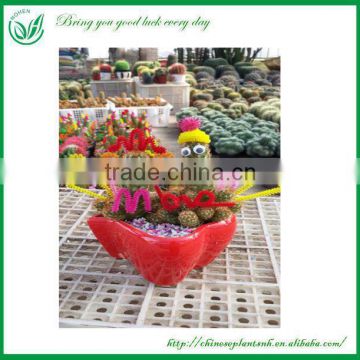 Cute Mammillaria elongata cactus plants