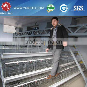 20000 Layer Farm Equipment Large Scale Automatic Project photo-2