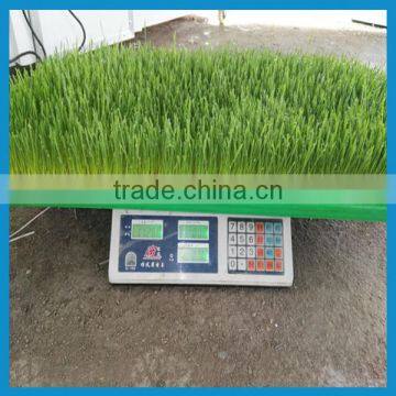 automatic barley sprout machine for barley grass growing