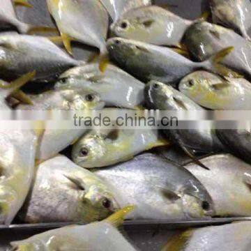 Silver pomfret fish