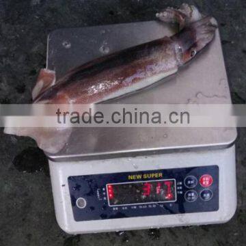 Frozen Illex Argentinus Squid photo-2