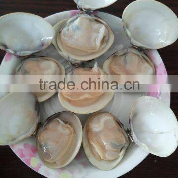 Best Season and Quality Frozen Cooked Hard Clam Sale photo-3