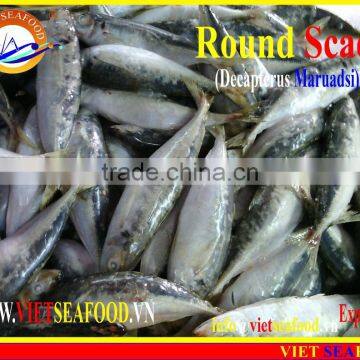 FROZEN MARUADSI WHOLE ROUND (ROUND SCAD) photo-3