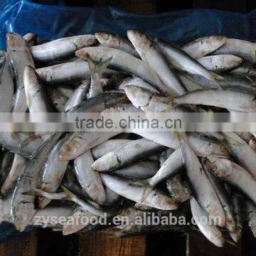 Canned Fish Frozen Sardine Fish photo-4