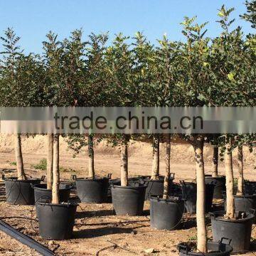 CERATONIA SILIQUA "Carob Tree" photo-2