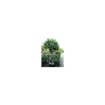 Ficus cage