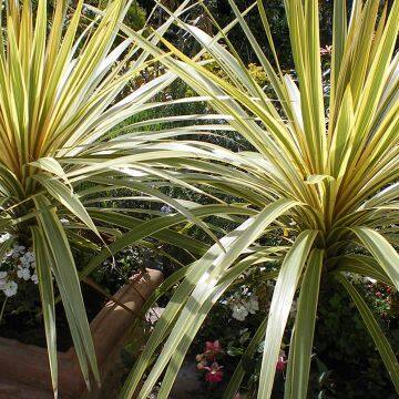 White Landscaping Perennial Ornamental Grasses Decoration White