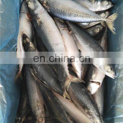 замороженная тихоокеанская скумбрия, голубая скумбрия, мелкая скумбрия, Scomber japonicus