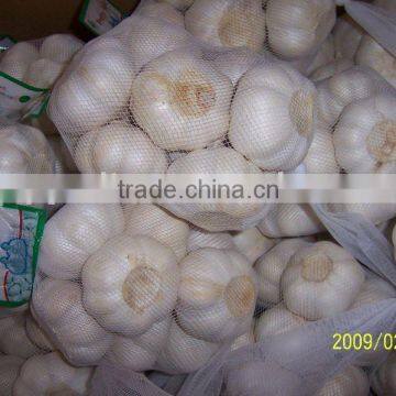 Normal White Garlic in China/Garlic Seed