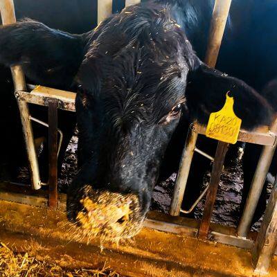 EID RFID FDX-B Available Ear Tag for Cattle 115*75mm Large Size Easy for Livestock Management photo-4