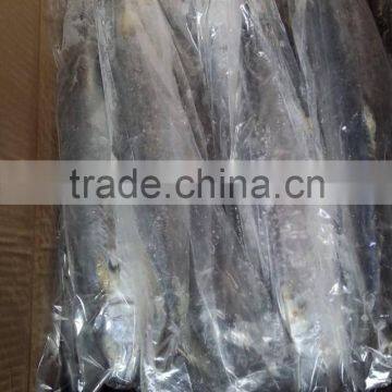 Frozen Spanish Mackerel King Fish for Sale photo-4