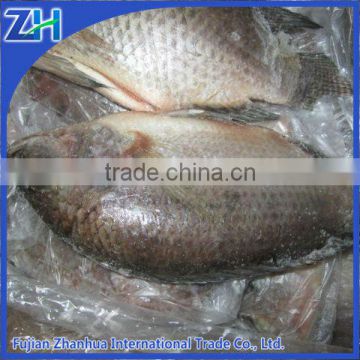 Frozen live black tilapia fish GS