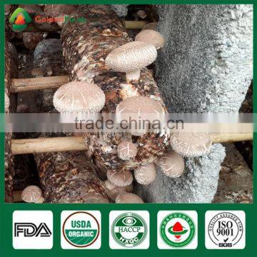 Anti-cancer Edibal Fungus Healthy Food Greenhouse Production Cap Stem Wholepart Fresh Dried Shiitake Mushroom photo-4