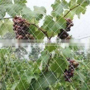 100% PP Plastic Fruit Cage Roof Netting/Fruit Protection Net photo-2