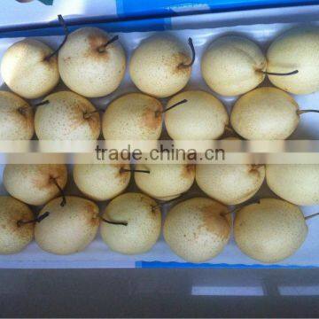 Fresh Ya Pear From Shandong Pear Fruits