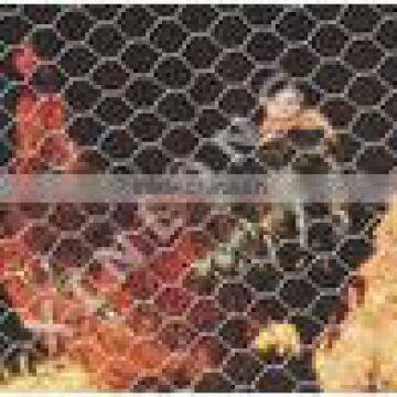 galvanized mesh for chicken coop/ Hexagonal chicken cage