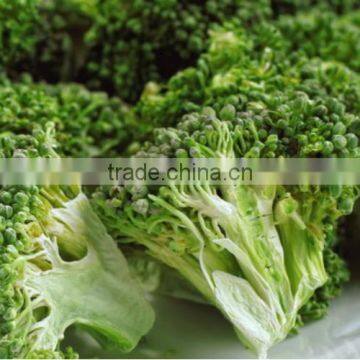 IQF frozen Broccoli with best price for sale