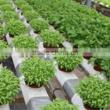 hydroponic NFT growing system greenhouse