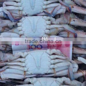 New Frozen Whole Blue Swimming Crab Wholesale Frozen Crab photo-2