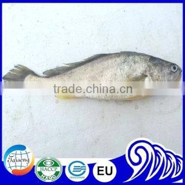 Whole round yellow croaker fish price frozen yellow croaker for market sale