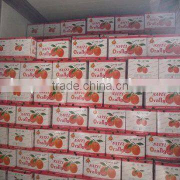 Fresh Gannan Navel Orange, Best Quality China Navel Orange photo-4