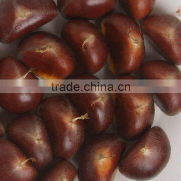 hot fresh chestnut for sale 2012