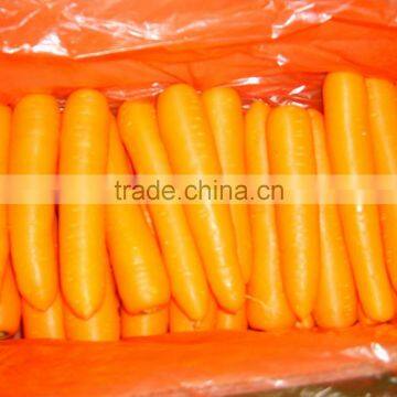 2014 crop fresh carrot in carton supply from factory