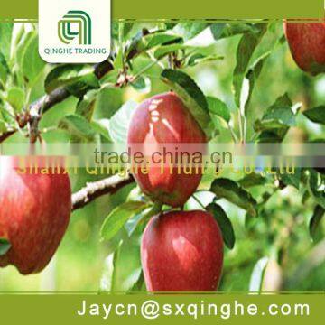 sweet red star fresh apples export price