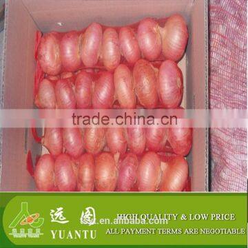 Export Quality Fresh Red Onion