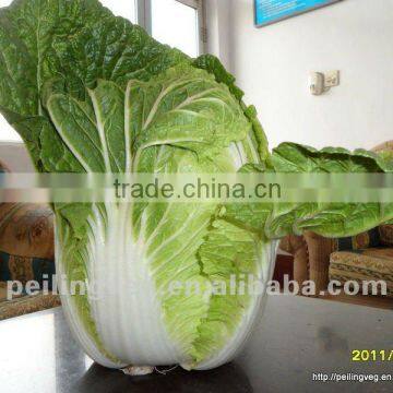 Chinese Fresh Green long Cabbage (HOT!HOT!!!)