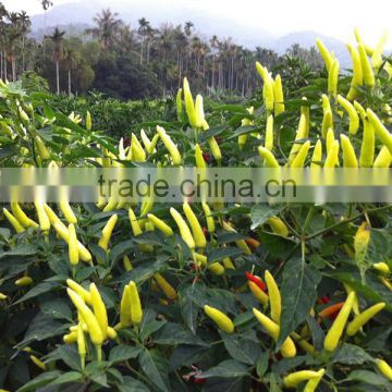 Upward pepper hybrid white pepper Chili seeds for sale-H12-15