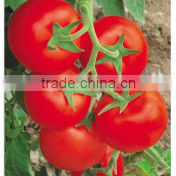 2016 Newest Crop High Yield Hybrid F1 Hot Resistance Big Red Quality Tomato Seeds For Growing-Sky Fortune 268