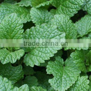 lemon balm tea