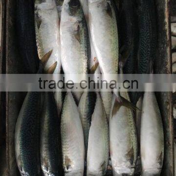 Frozen Pacific Mackerel New Fish Pacific Mackerel Good Quality