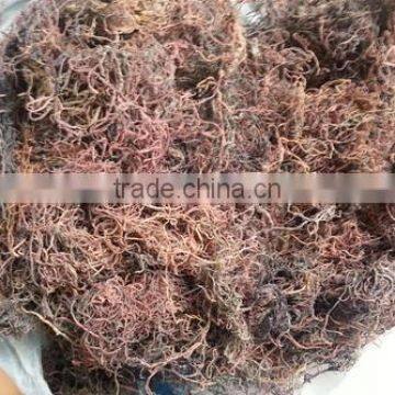 Sell Gracilaria Seaweeds photo-4
