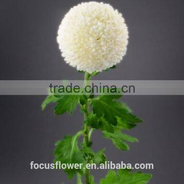 Hot-sale Chrysanthemum Pompon Mum White Cut Fresh Flower For Funerals