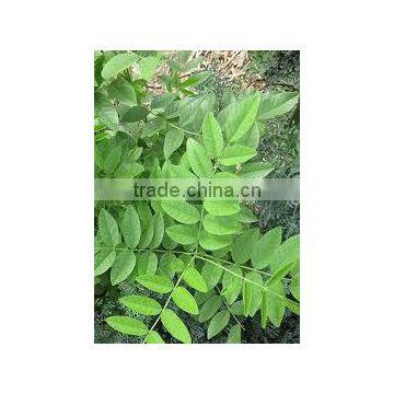 Glycyrrhiza Glabra photo-4