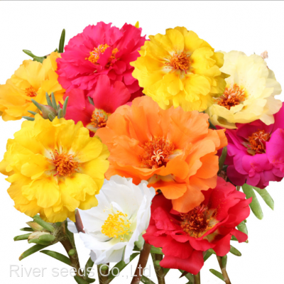 500g Bulk sale Moss Rose Purslane seed double mix portulaca flower seeds for planting